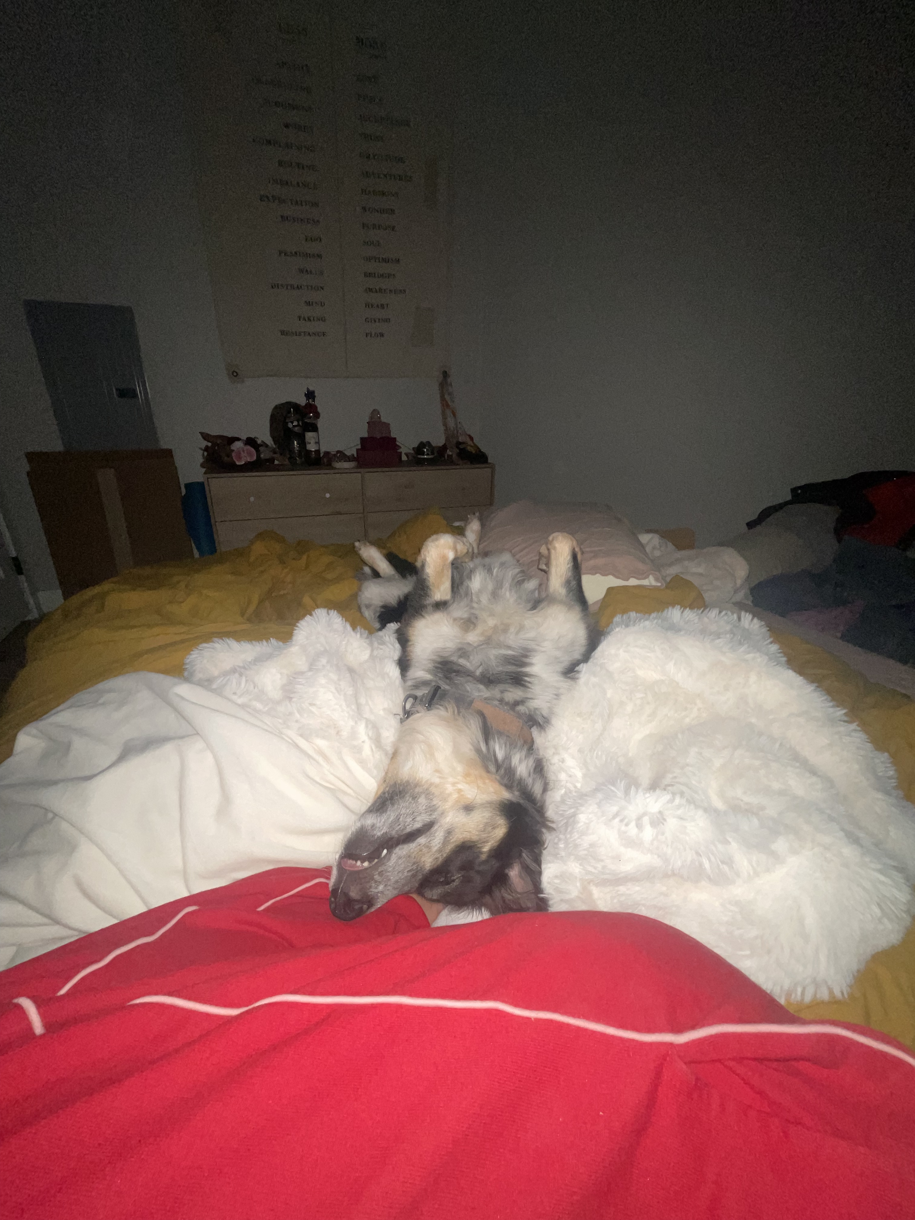 Nomad — Smartest dog in the club
