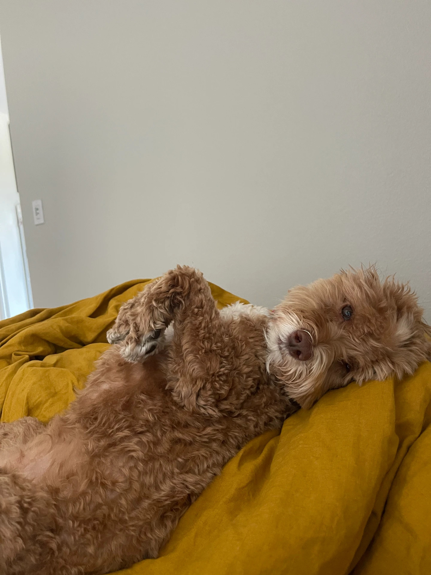 Joey — The golden doodle cuddle bug
