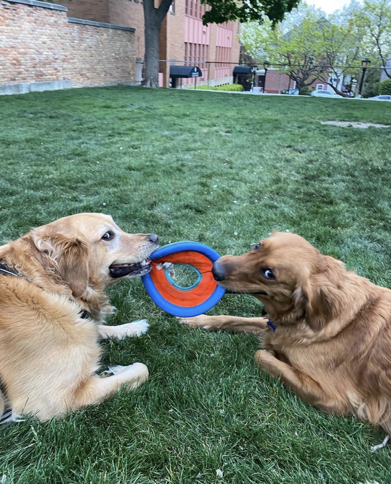 Maggie & Bolt — Best friends I hosted for weeks